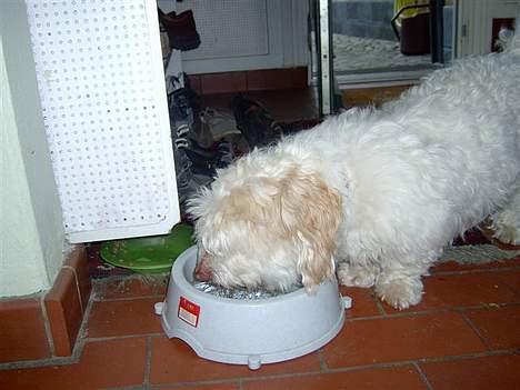 Coton de tulear coco - Coco er lidt tørstig =) billede 18