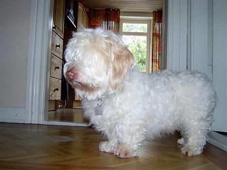 Coton de tulear coco - Farvel , ses vi snart igen? =D billede 19
