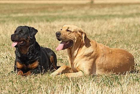 Rottweiler Anna... Mors pige... RIP. - Anna & Thor... billede 10