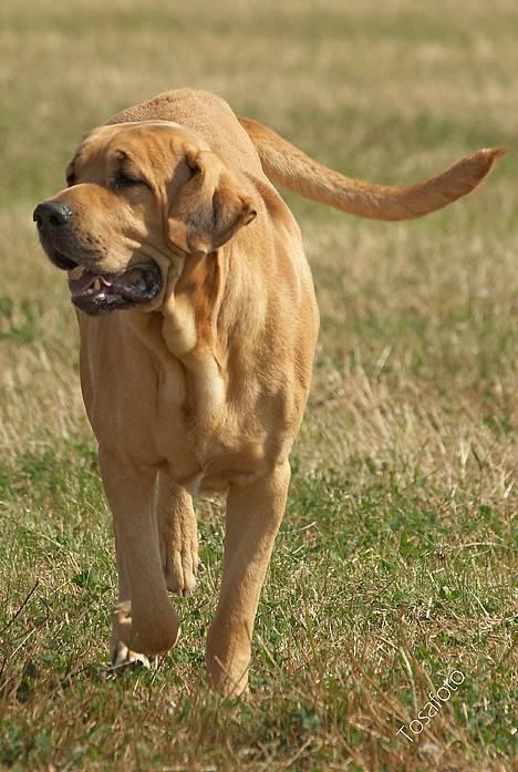 Broholmer Thor... evigt savnet.RIP - Thor... billede 4