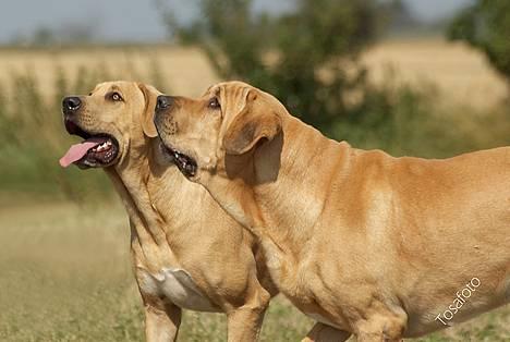 Broholmer Thor... evigt savnet.RIP - Thor & Dunse... billede 5