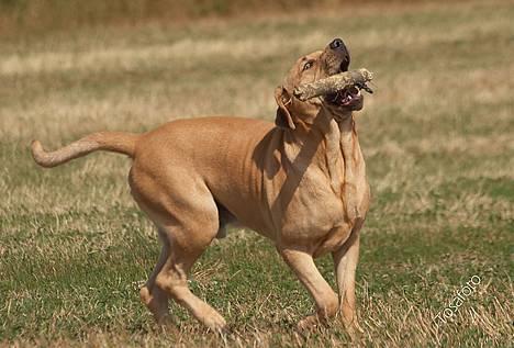 Broholmer Thor... evigt savnet.RIP - Thor... billede 6