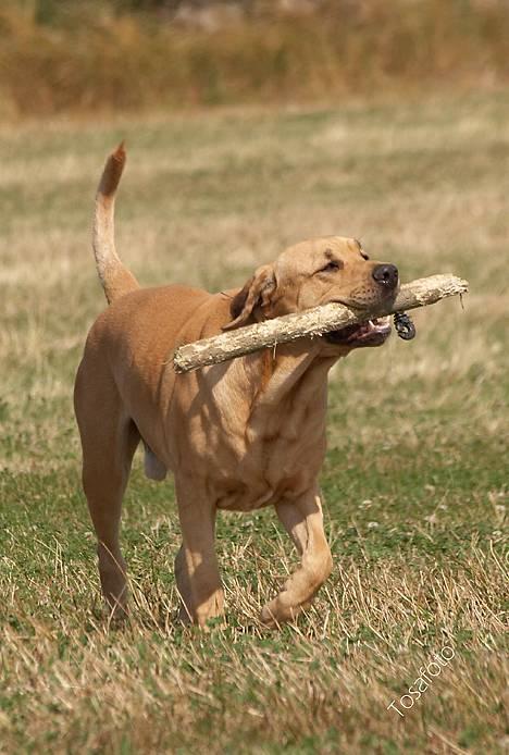 Broholmer Thor... evigt savnet.RIP - THOR: billede 7