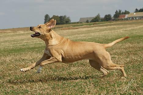 Broholmer Idun, Dronningen - Fart over feltet -  billede 3