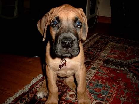 Grand danois great danes Ingha - den dag vi havde fået hende billede 5