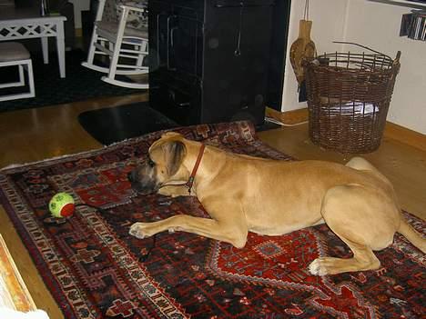 Grand danois great danes Ingha - Ingha i stuen hun er ca. et år på billedet billede 6