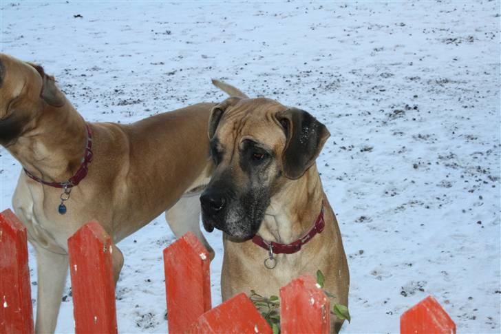 Grand danois great danes Ingha - Ingha billede 7