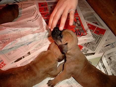 Grand danois great danes Ingha - den dag vi var oppe og vælge Ingha det er hende der rør ved min hånd billede 8