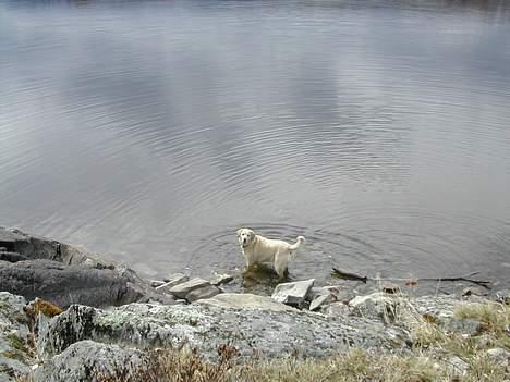Blanding af racer simba - simba i fjorden billede 12