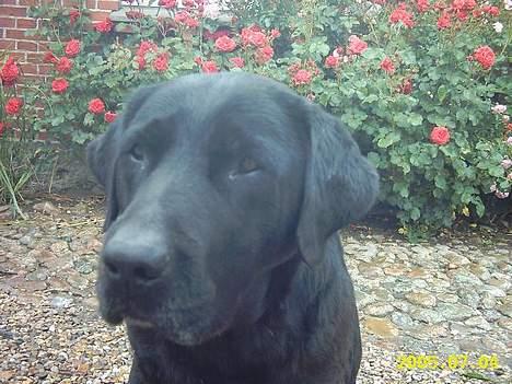 Labrador retriever Taco - død billede 1