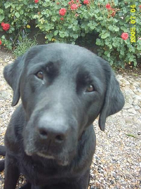 Labrador retriever Taco - død billede 2