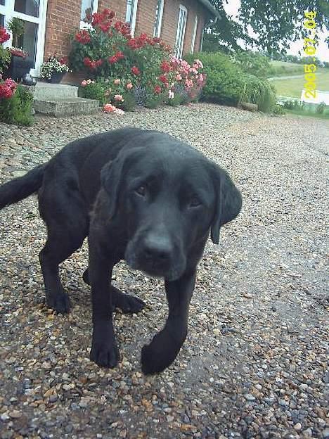 Labrador retriever Taco - død billede 3