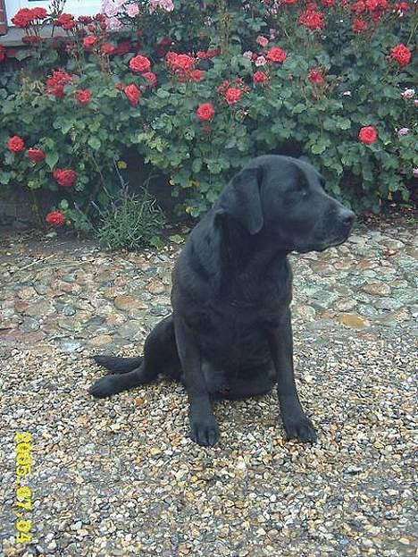 Labrador retriever Taco - død billede 4