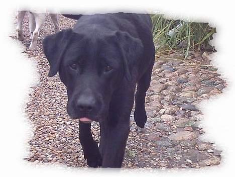 Labrador retriever Taco - død billede 5