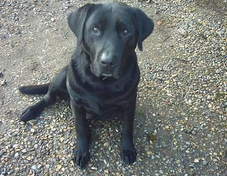 Labrador retriever Taco - død billede 6