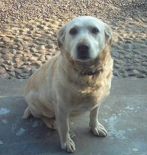 Labrador retriever Sussie - død billede 1