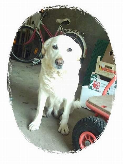 Labrador retriever Sussie - død billede 2