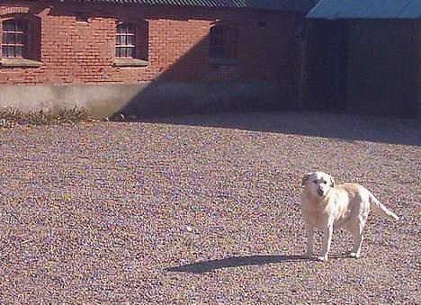 Labrador retriever Sussie - død billede 3