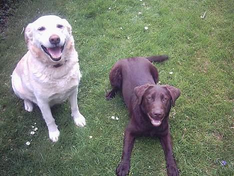 Labrador retriever Sussie - død billede 4