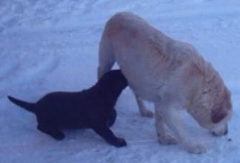 Labrador retriever Sussie - død billede 5