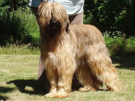Briard Carla Maxima - 13 måneder gammel :o) billede 18