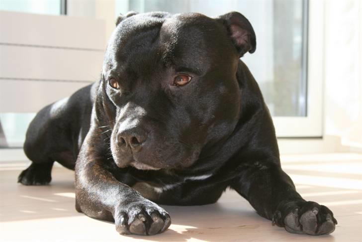 Staffordshire bull terrier Manse billede 13