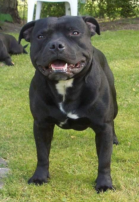 Staffordshire bull terrier Manse - Manse  billede 14
