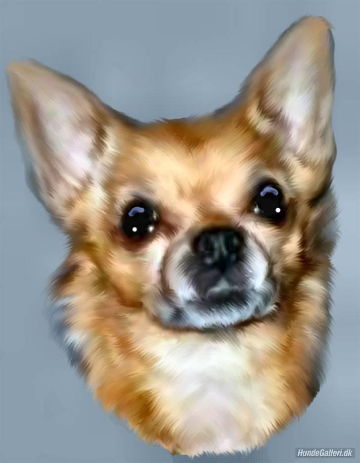 Chihuahua * Sasha, slikmutter* - Velkommen til min profil....Redigeret af det lille blå lyn og den sorte banditrævs moar........ billede 1