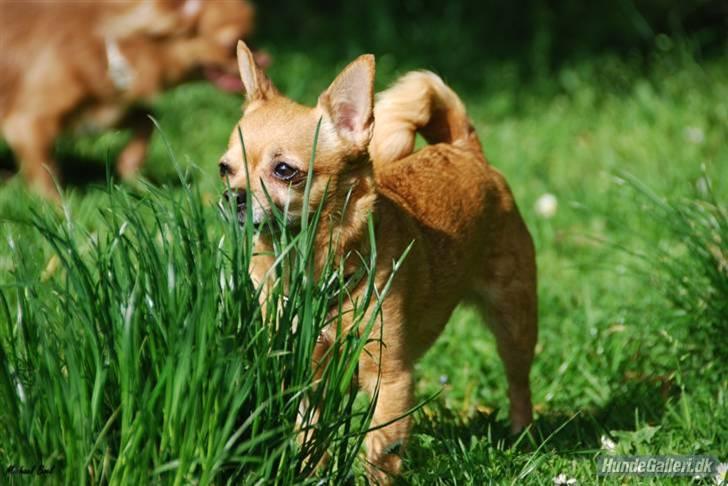 Chihuahua * Sasha, slikmutter* - Sashamus på træf....Billed taget af Michael B... billede 5