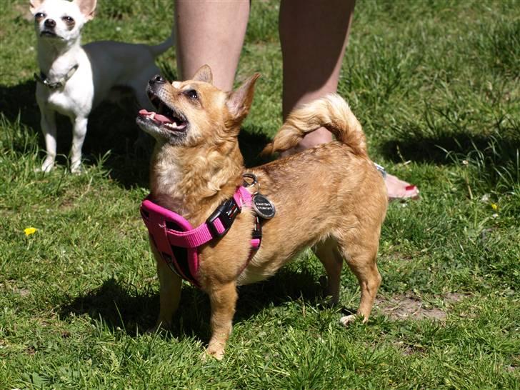 Chihuahua * Sasha, slikmutter* - Sasha til chihuahua træf i Søndermarken....25. maj. 08... Smil... billede 8