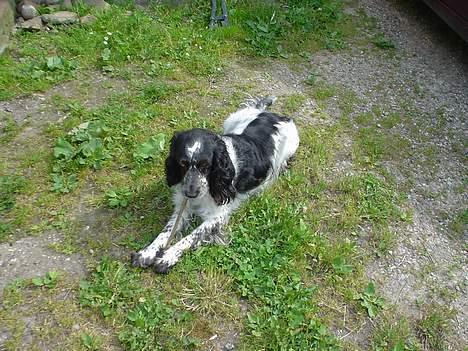 Blanding af racer Rolf - Her ligger jeg ! billede 15