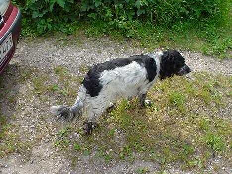 Blanding af racer Rolf - Jeg må flygte mens jeg stadig kan . ´Åh nej´  billede 16