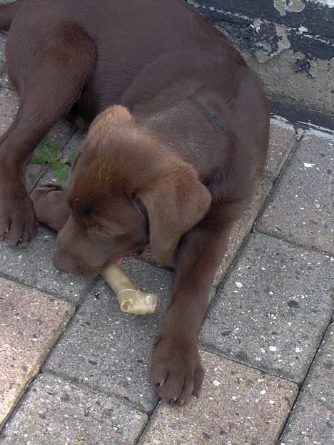 Labrador retriever Tyzon <3 - uHm <3 billede 19
