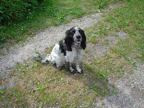 Blanding af racer Rolf - Jajaa . Jeg ska nok sidde pænt . (Fordømt være den Satan !) billede 17