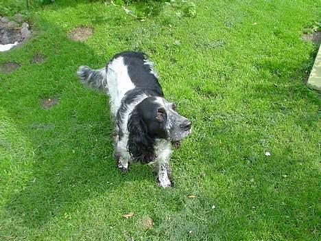 Blanding af racer Rolf - Moaar , hjælp mig af med hende dér ! ! ! ! billede 18