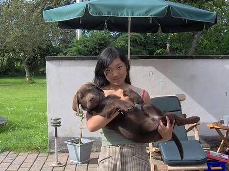 Labrador retriever Tyzon <3 - os to <3333 billede 20