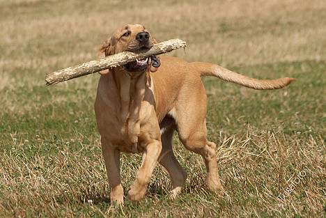 Broholmer Thor... evigt savnet.RIP - MIN !!!! billede 8