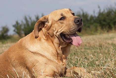 Broholmer Thor... evigt savnet.RIP billede 9