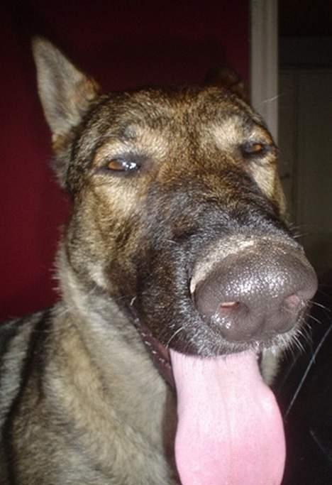 Schæferhund Trold Goa billede 11