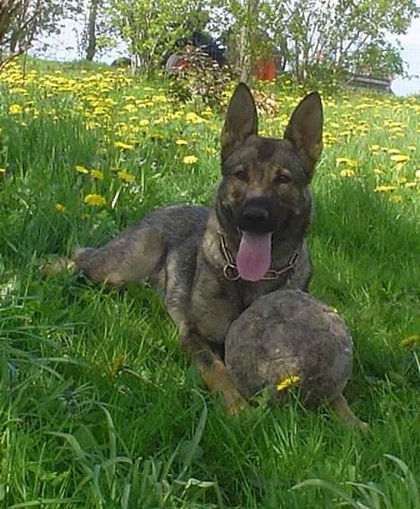 Schæferhund Trold Goa billede 12