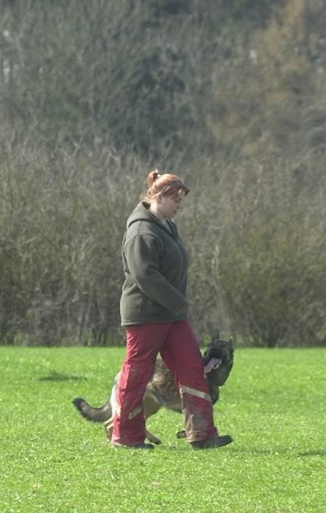 Schæferhund Trold Goa billede 13