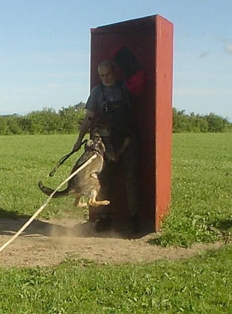 Schæferhund Trold Goa billede 14