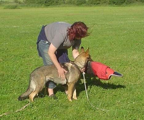 Schæferhund Trold Goa billede 15