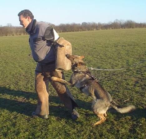 Schæferhund Trold Goa billede 16