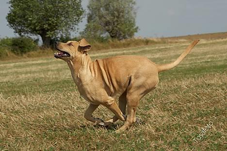 Broholmer Idun, Dronningen - Yihaaa billede 4