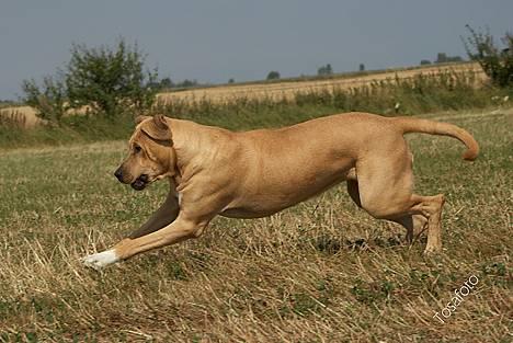 Broholmer Idun, Dronningen - Dunse billede 5