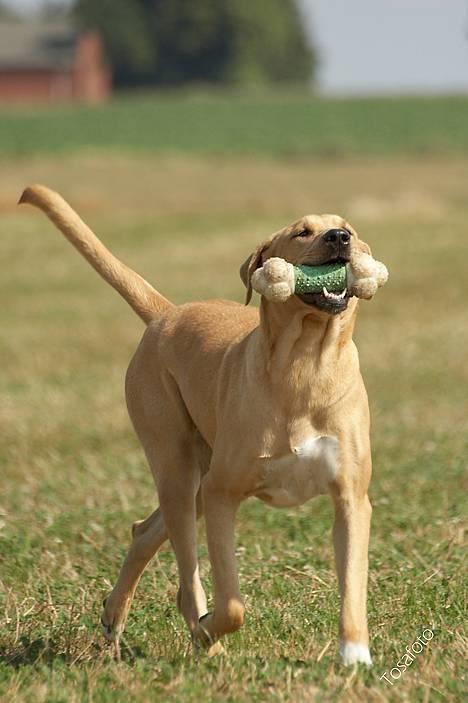 Broholmer Idun, Dronningen - MIN !!! billede 6