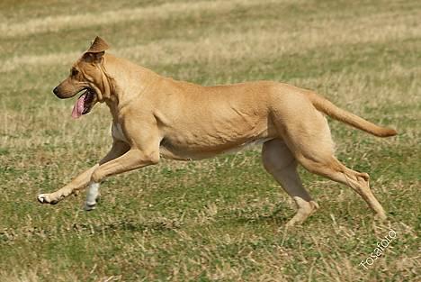 Broholmer Idun, Dronningen - DUNSE billede 7