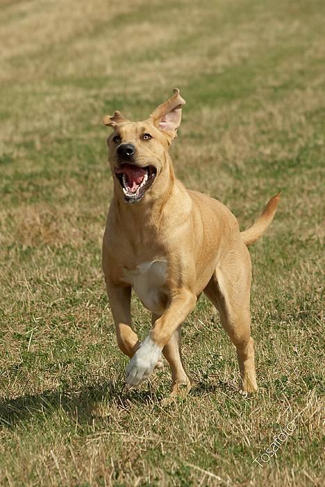 Broholmer Idun, Dronningen - Kommer nu mor... billede 8