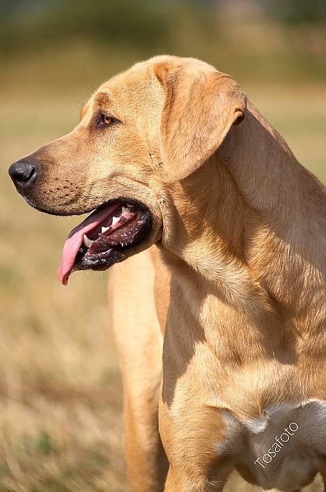 Broholmer Idun, Dronningen - Dunse billede 10